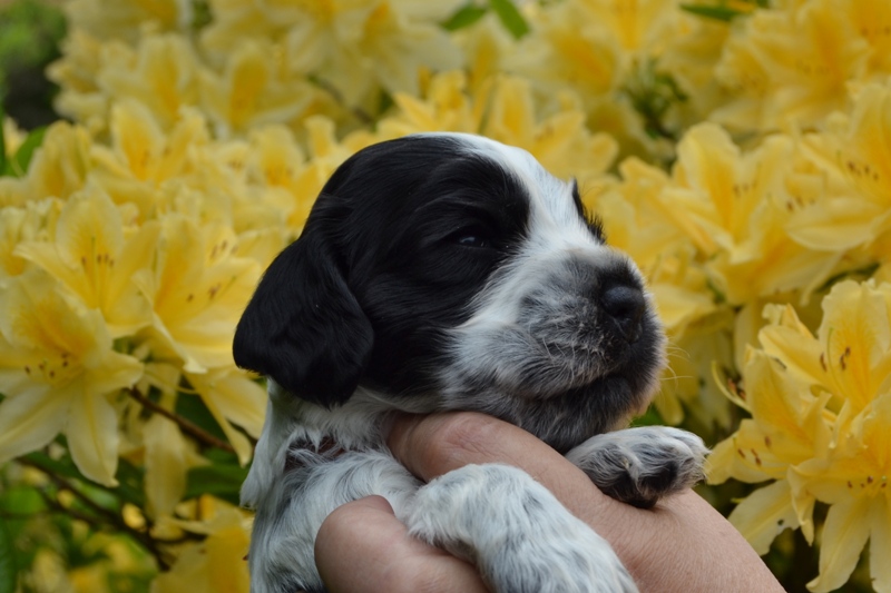 4c - pejsek hnědá.JPG